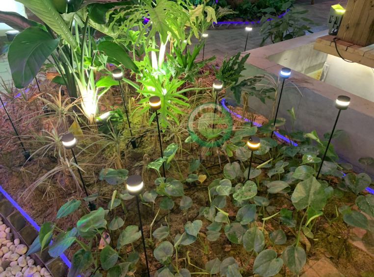 芦苇灯 芦苇灯