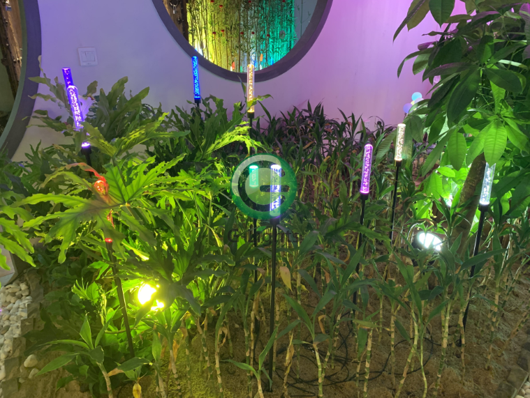 芦苇灯 芦苇灯